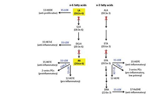 how fatty acids get converted to prostaglandins COX-1, COX-2, and LOX pathways