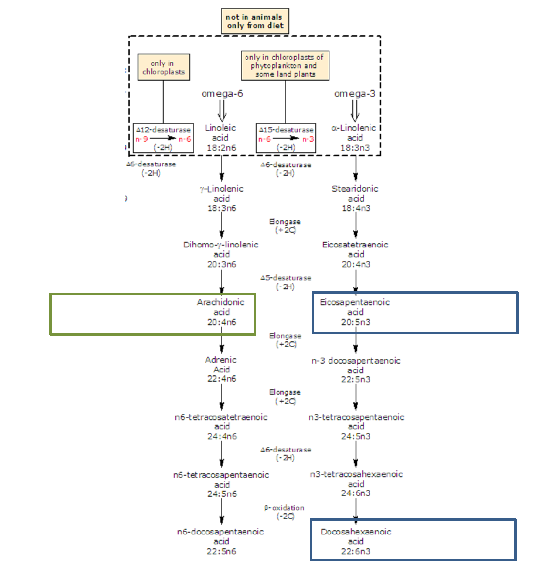 metabolic pathway of omega 3 and omega 6