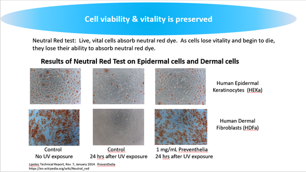 protection of cells in presence of Preventhelia when exposed to UV light