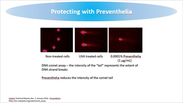 DNA comet assay in cells exposed to UV rays in the presence and absence of Preventhelia