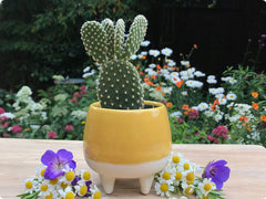 yellow clay planter with white base and white legs