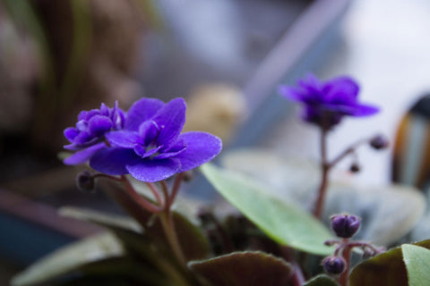 dwarf African violet in bloom with purple blossoms
