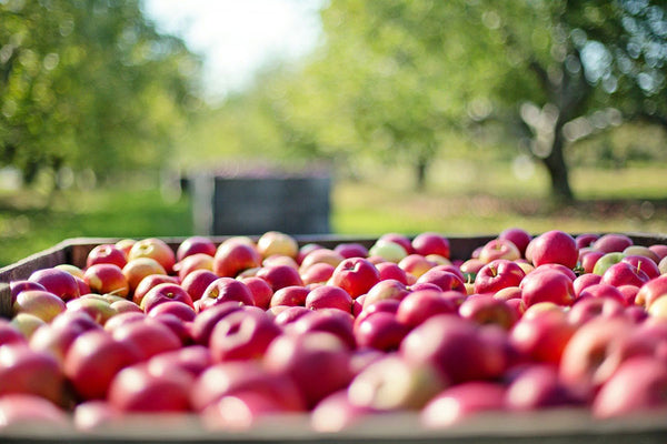 apples harvested from an orchard