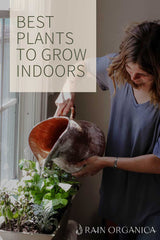 Best houseplants to grow indoors | Rain Organica Blog