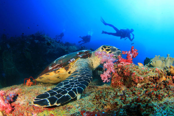 SCUBA Divers and a sea turtle with sea coral