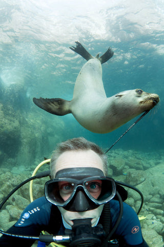 sealion pulling on man's SCUBA gear