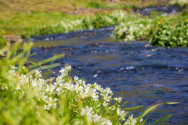 meadowfoam growing along a stream near Oroville California