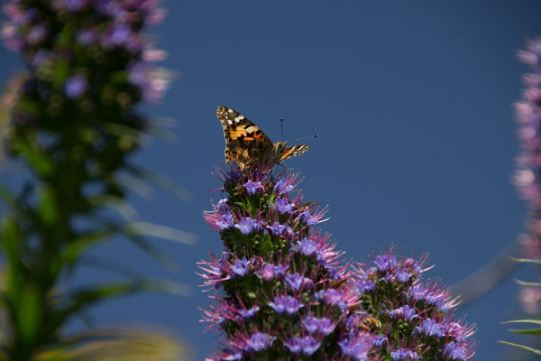painted lady butterflies feeding on pride of madeira