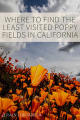 best unpopulated California poppy fields | Rain Organica Blog