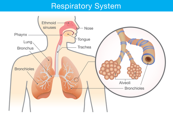 respiratory tract