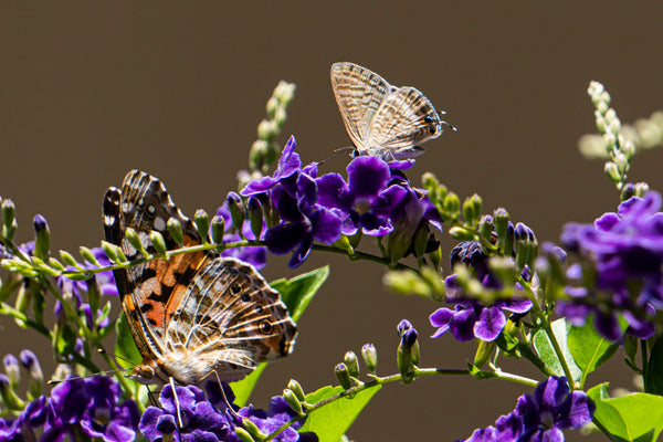 painted lady butterflies feeding on durante blossoms
