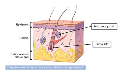 basic layers of the skin, the epidermis, dermis and subcutaneous fat tissue.  Cartoon shows hair follicle and sebaceous gland origins.