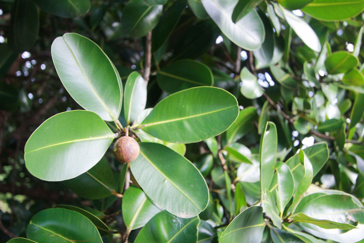 tamanu nuts growing on the tamanu tree