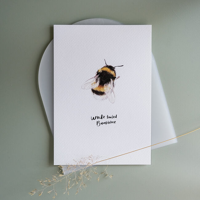Small White-Tailed Bumblebee Print