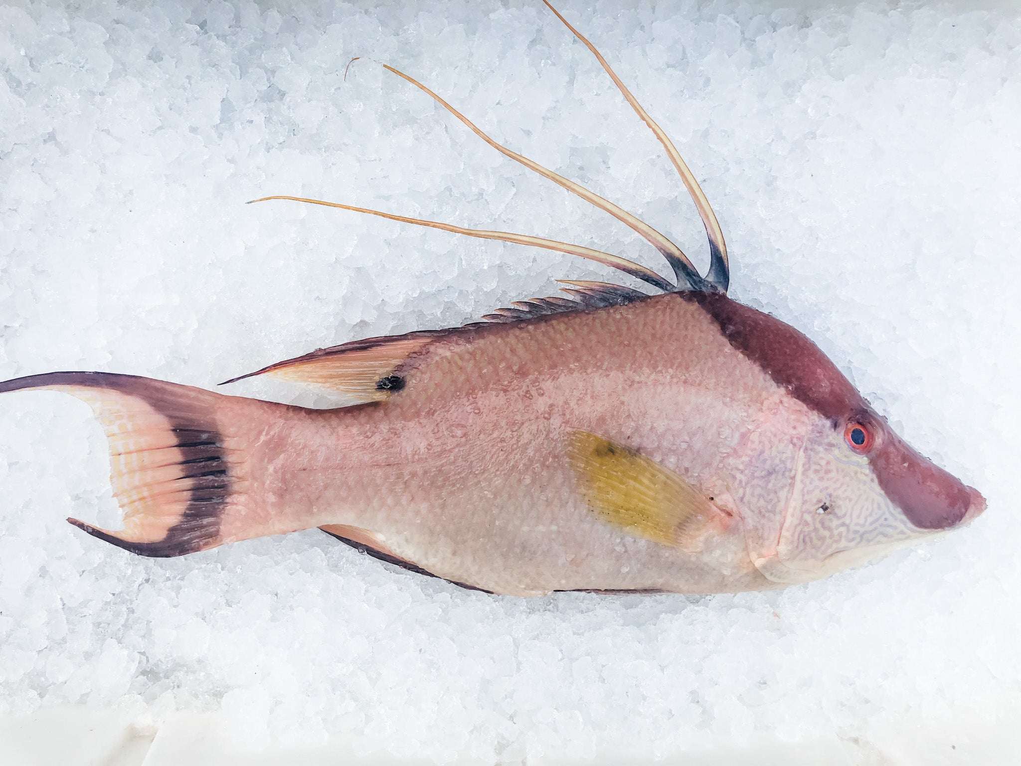 buy hogfish near me