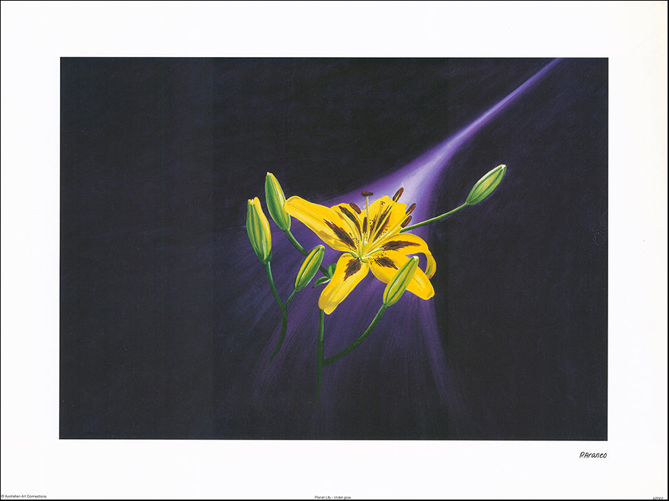 AAC AP002 Planet Lily - Violet Glow by Phyllis Araneo 60x45cm on paper