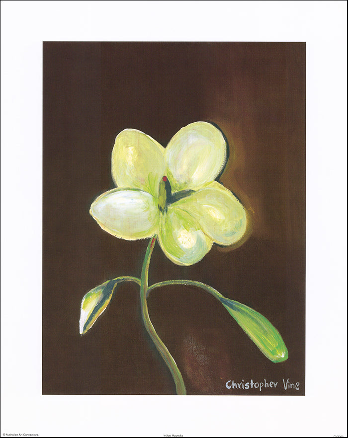 AAC CV2003 Indigo Magnolia by Christopher Vine 40x50cm on paper
