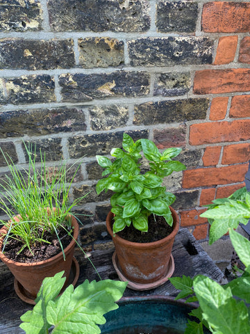 Basil and chives in terracotta pots against and brick wall. Grow your own.