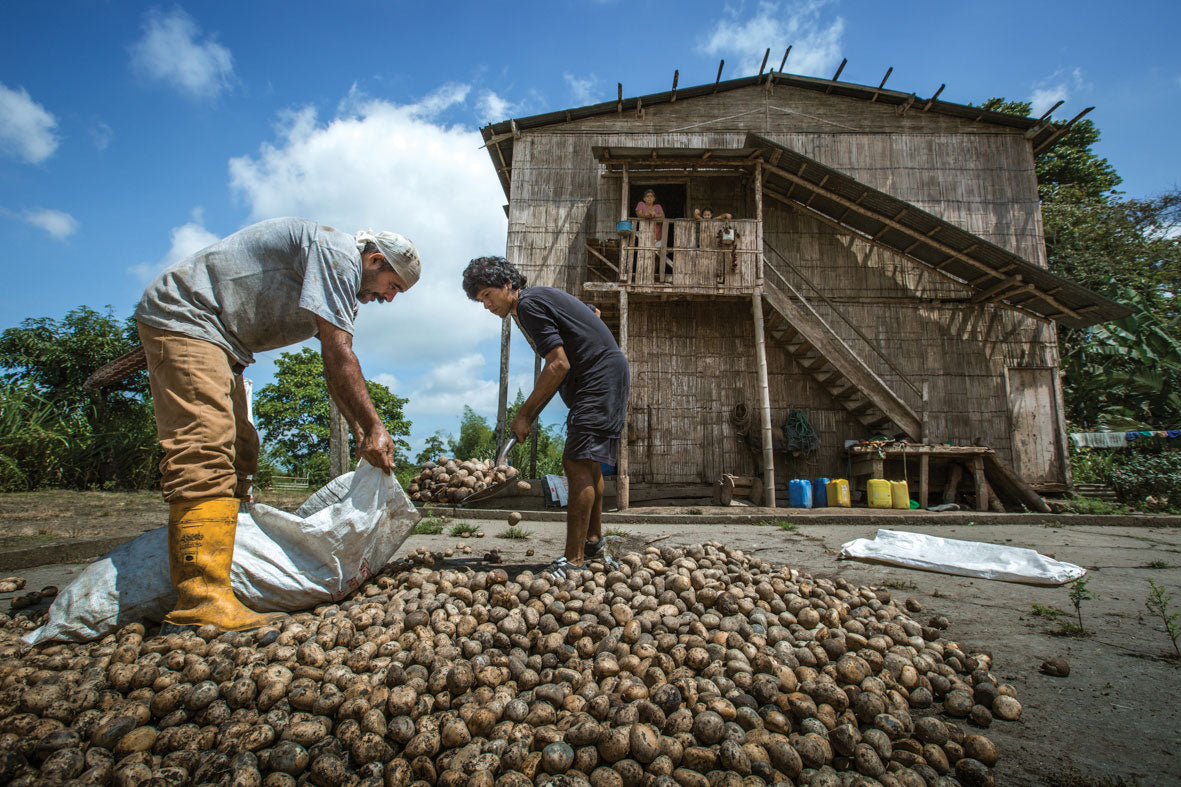 Two men shovel corozo nuts into a large bag. A house made of wood can be seen in the background.