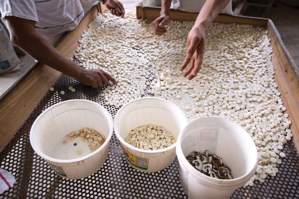 People are sorting through the corozo blanks cut in preparation to make buttons. There are 3 buckets for sorting.