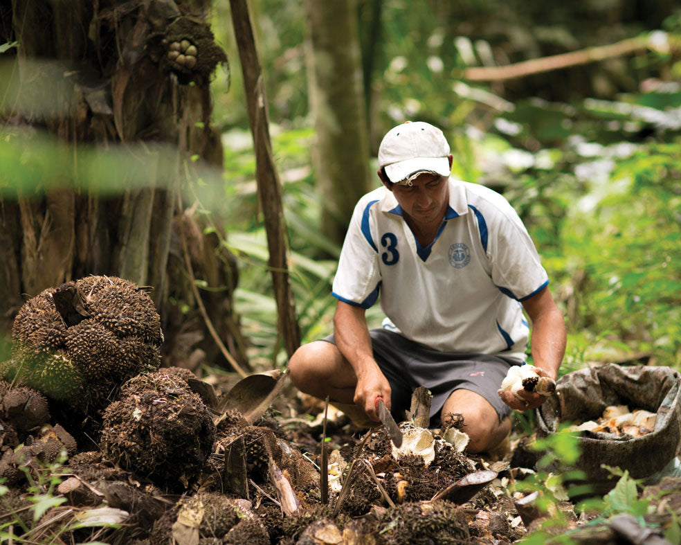 Corozo nut collector gathers the corozo fallen from the Tagua Palm in the Ecuador Rainforests