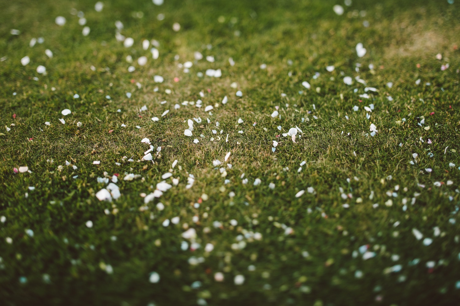 Eco-friendly confetti spread across the grass - image by Jason Wong from Pexels