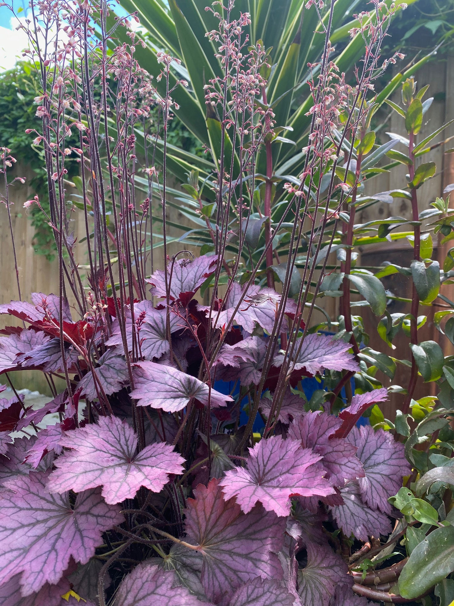 Plum heuchera in foreground with a tall green yucca in the background