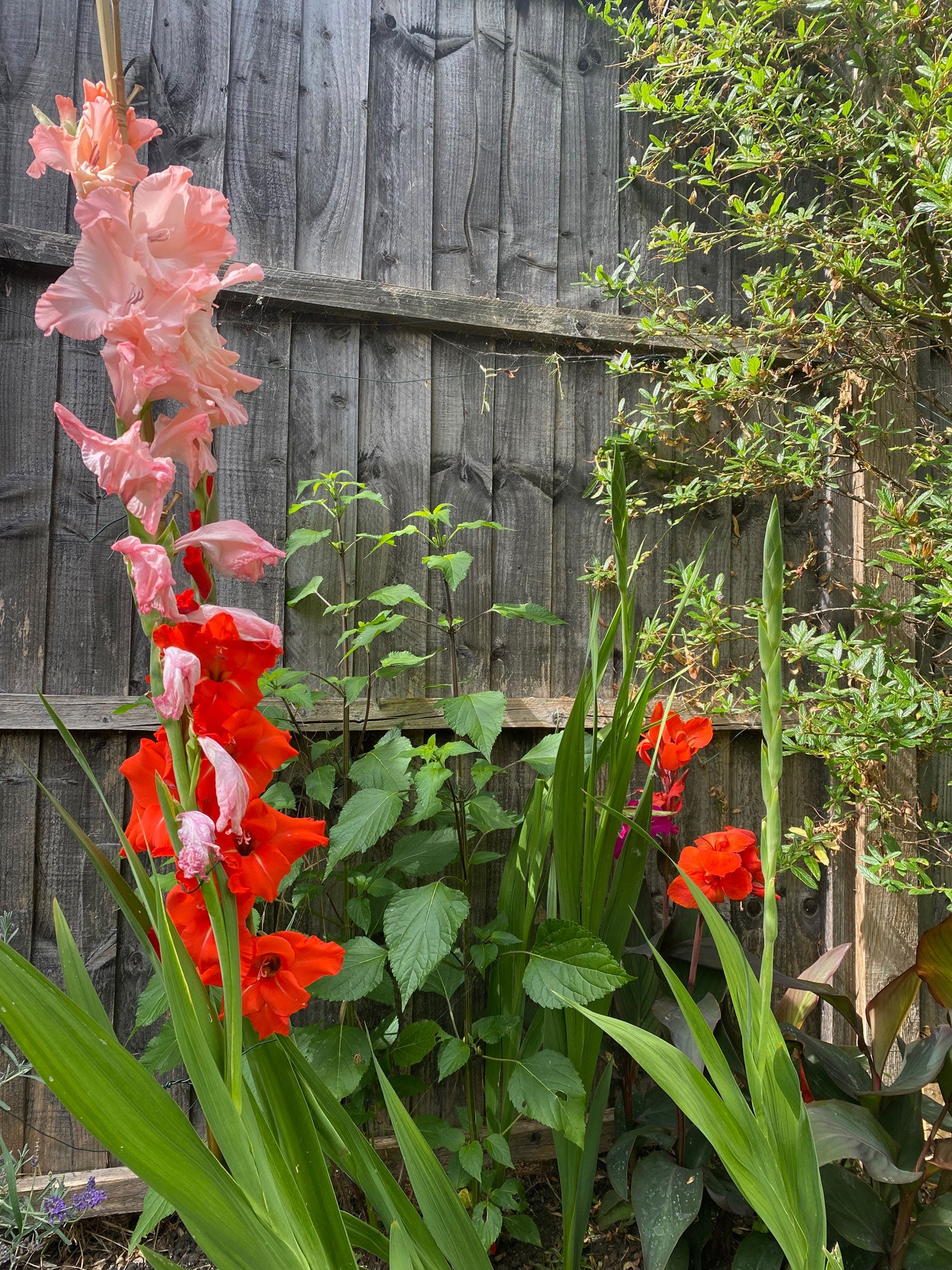Pink and red gladiolus with salvia leeves in the background against a wooden fence.
