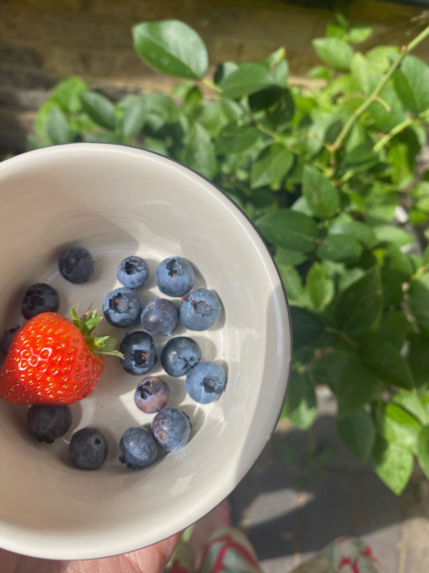 Freshly picked blueberries and strawberries from the garden