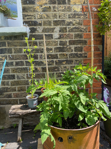 Leafy tomato plants in a large copper pot growing in the garden, with a brick wall and other smaller plants behind