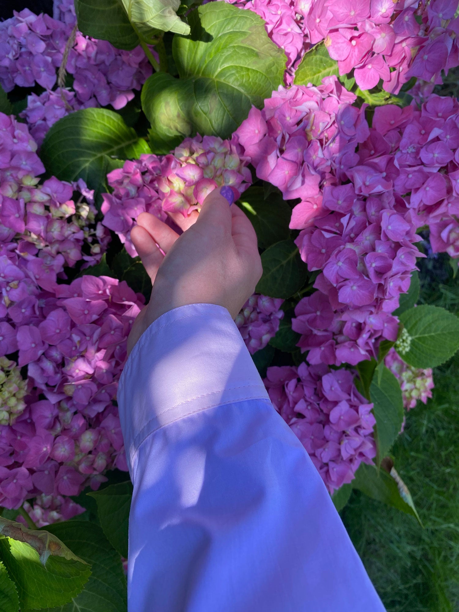 Pink hydrangea with hand reaching out to touch the flowers, wearing the pink and lilac Jules Utility Shirt by Saywood, with sleeve and contrast cuff just visible