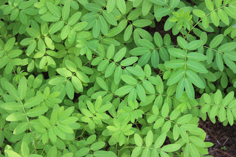 Indigofera Tinctoria green leaves - Photo by Madison Inouye from Pexels