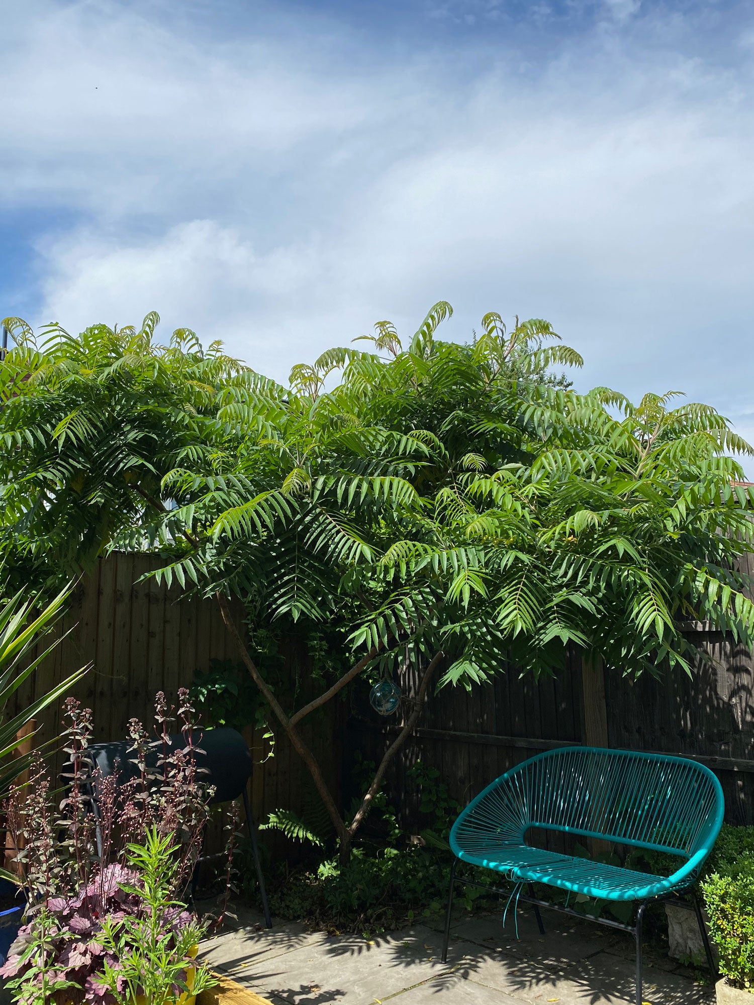 Staghorn tree providing vital shade in the corner of the garden, with a string bench in green underneath