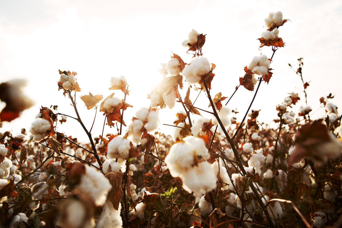 Close up of the cotton plant cotton bolls in a field, with the sun shining in the background