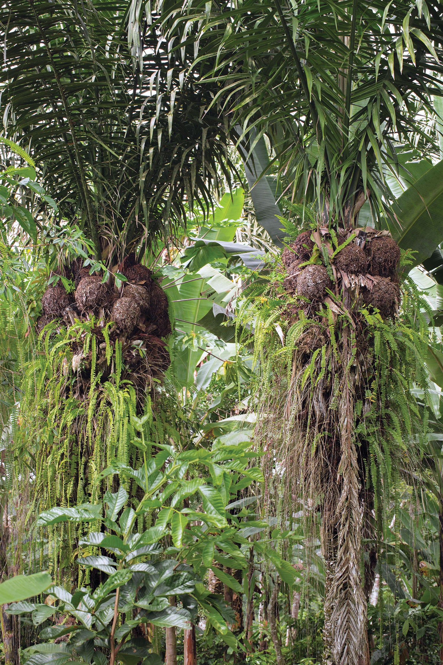Two female Tagua Palms in the rainforests of Ecuador