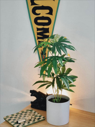 PotPlant_Office Decor