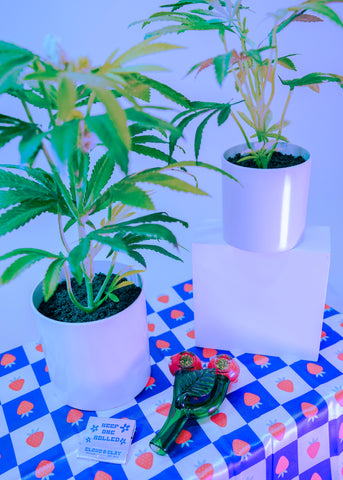 Pot Plants