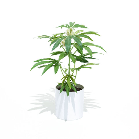 Harde wind ik ga akkoord met trechter 16" Teen Pot Plant – potplant.shop