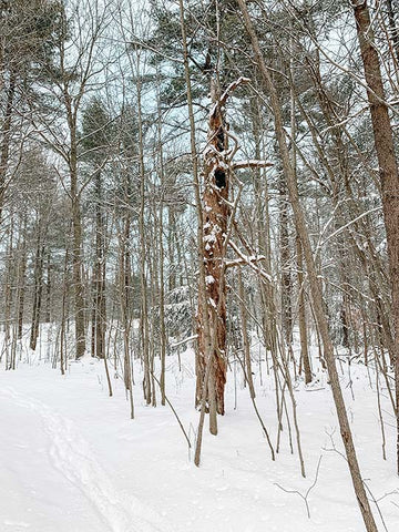 Earth’s Edge Snowshoeing West Michigan