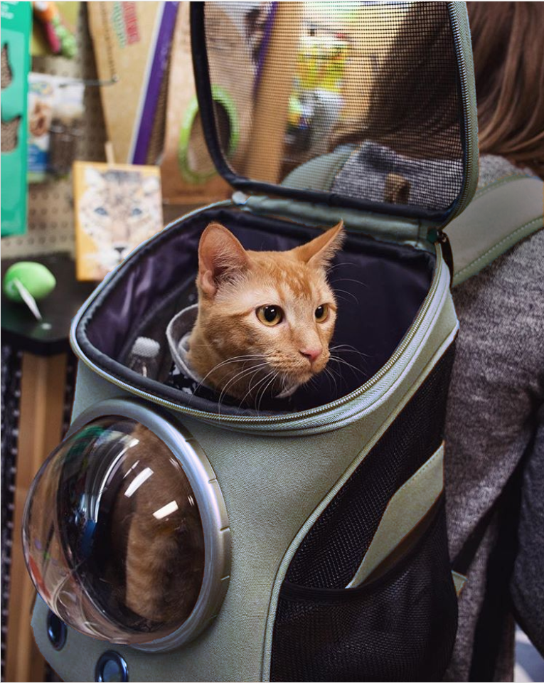 cat adventure backpack