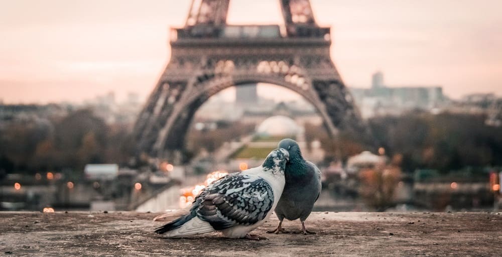Couple de Pigeon sous la Tour Eiffel - Les Origines de la Saint Valentin - Insta-Couple