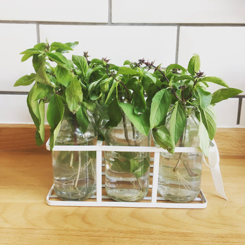 Growing Thai Basil