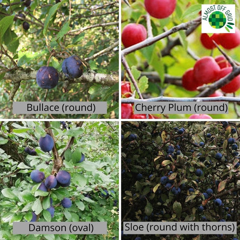 Identify Plums Sloes Damsons