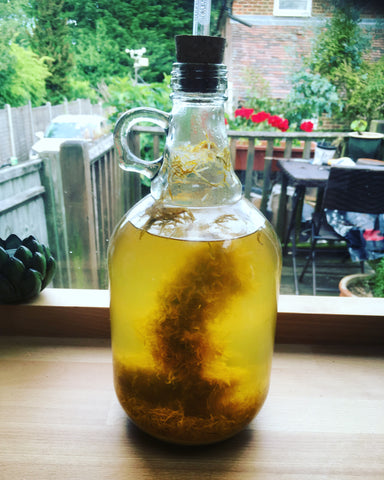 Dandelion Mead fermentation