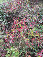 Hawthorn Berries for Haw Ketchup