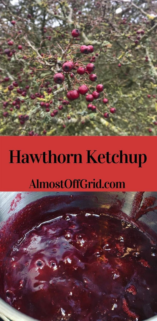 Hawthorn Ketchup