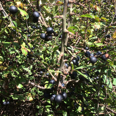 Sloes in the Hedgerow