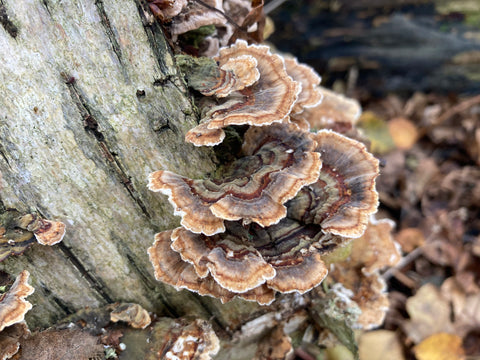 Turkeytail mushrooms in the forest