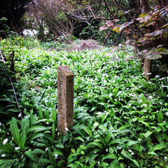 Wild Garlic