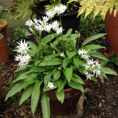 Home Grown Wild Garlic